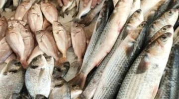 كم سعر البلطى في أسواق الإسكندرية؟ أحدث الأسعار وأنواع الأسماك المتوفرة